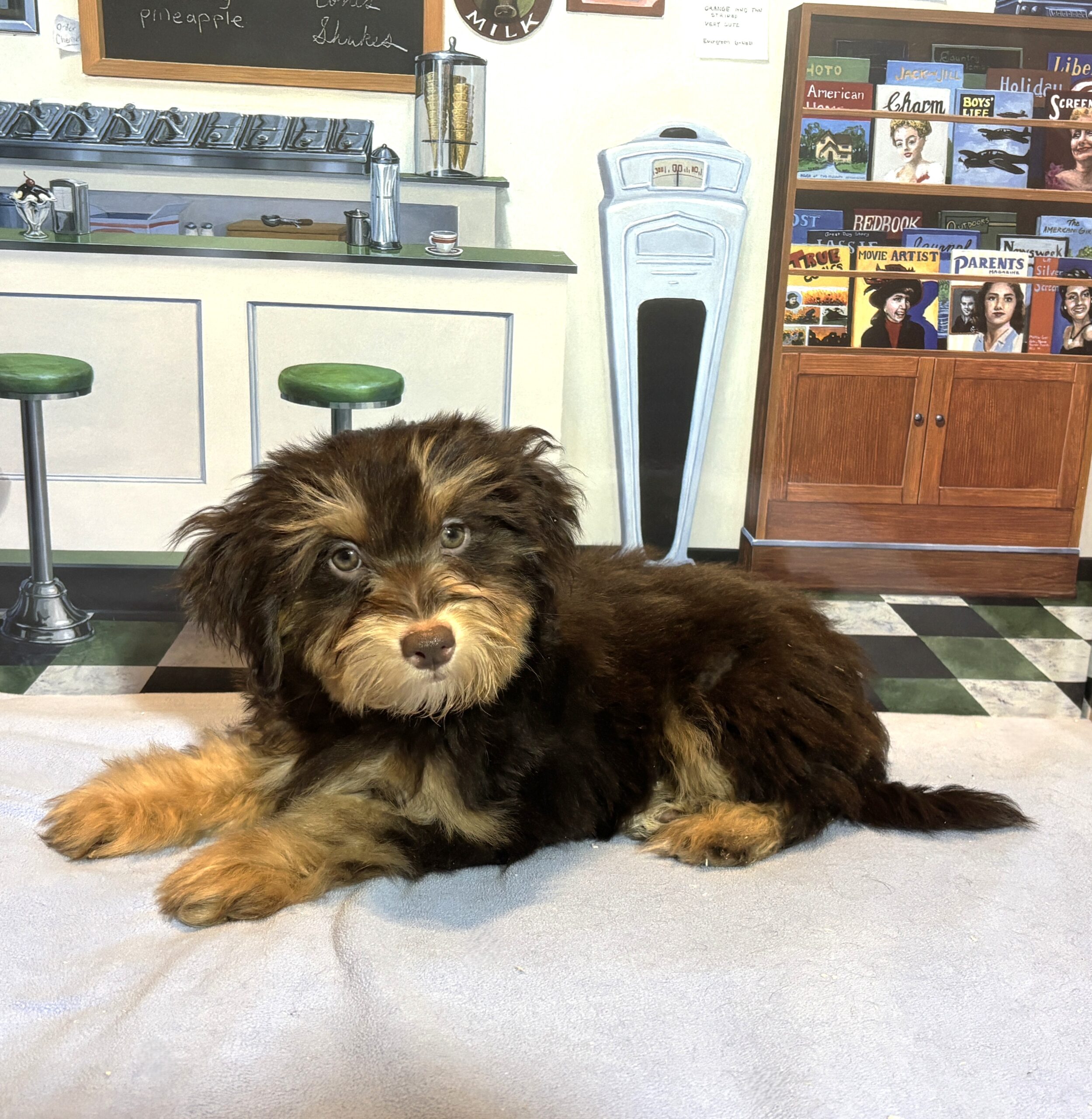 DARWIN – Schnoodle $2300