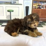 DARWIN – Schnoodle $2300