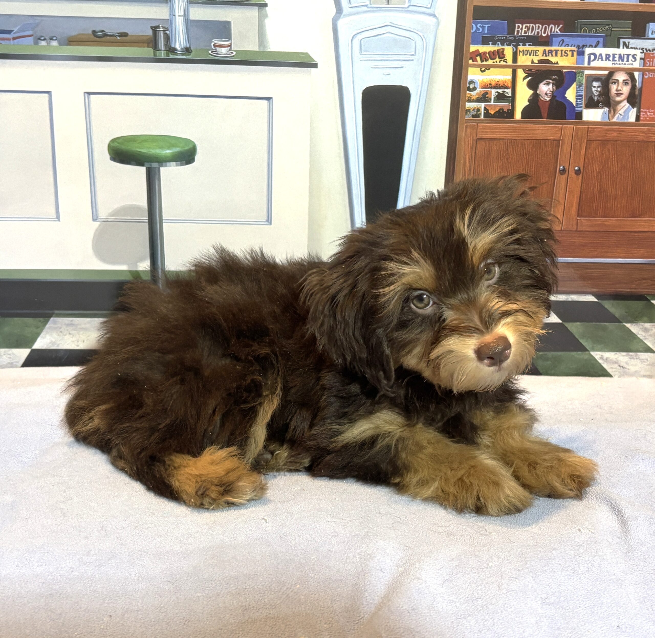 DARWIN – Schnoodle $2300