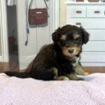 DUCHESS – Schnoodle  $2500