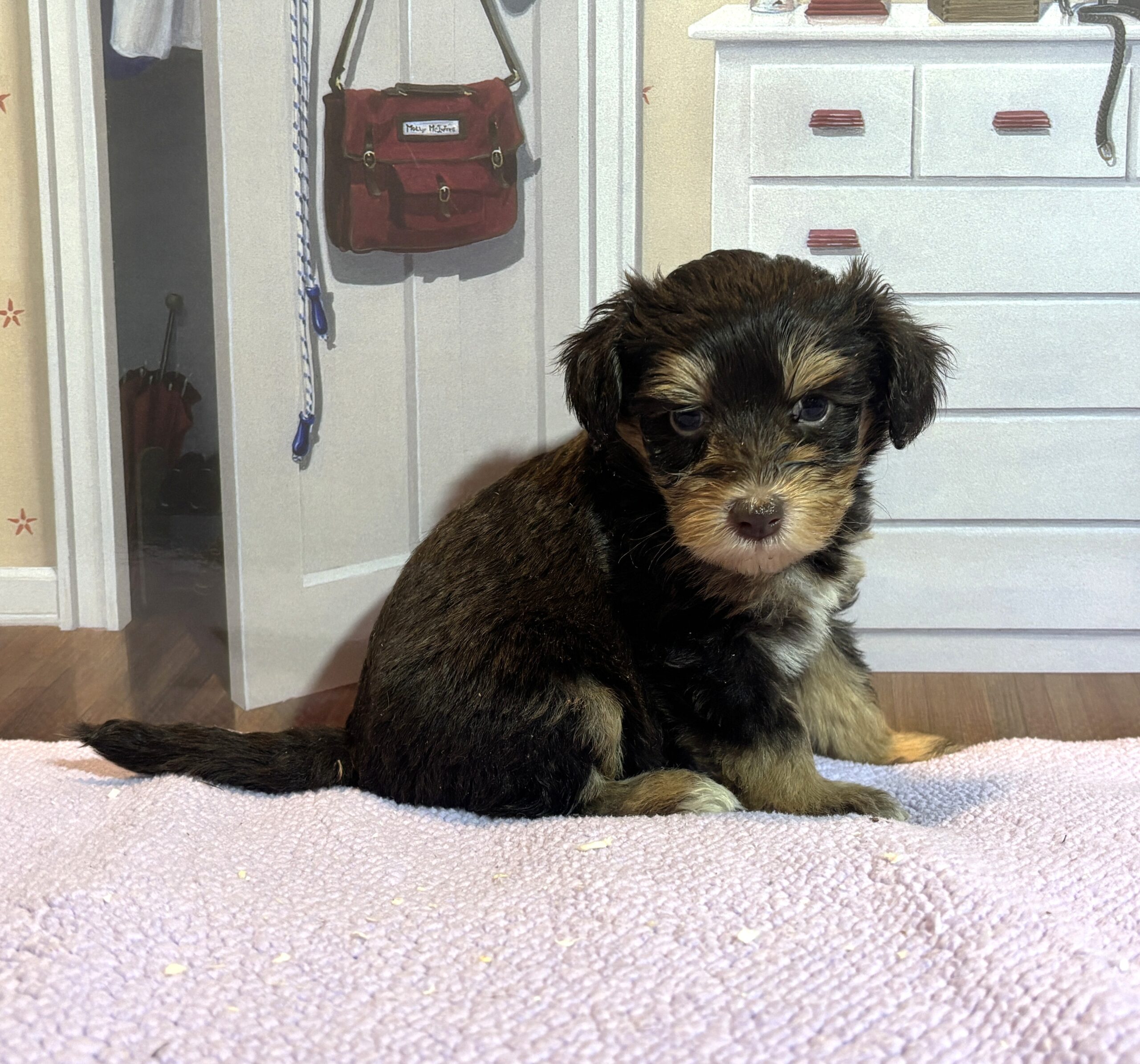 DUCHESS – Schnoodle  $2500