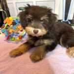 DUCHESS – Schnoodle  $2300
