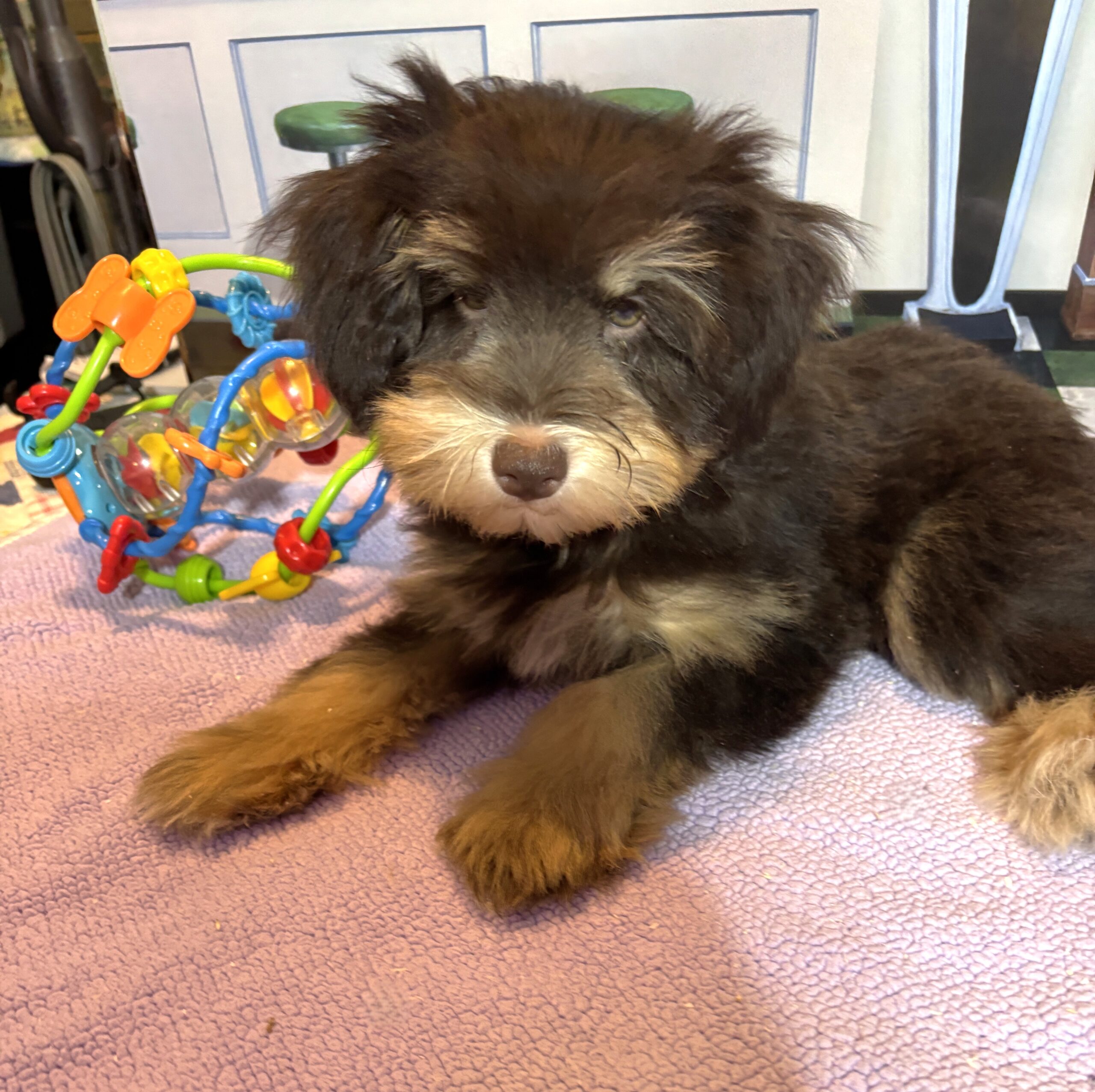 DUCHESS – Schnoodle  $2300