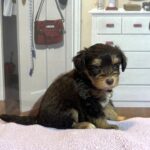 DUCHESS – Schnoodle  $2500