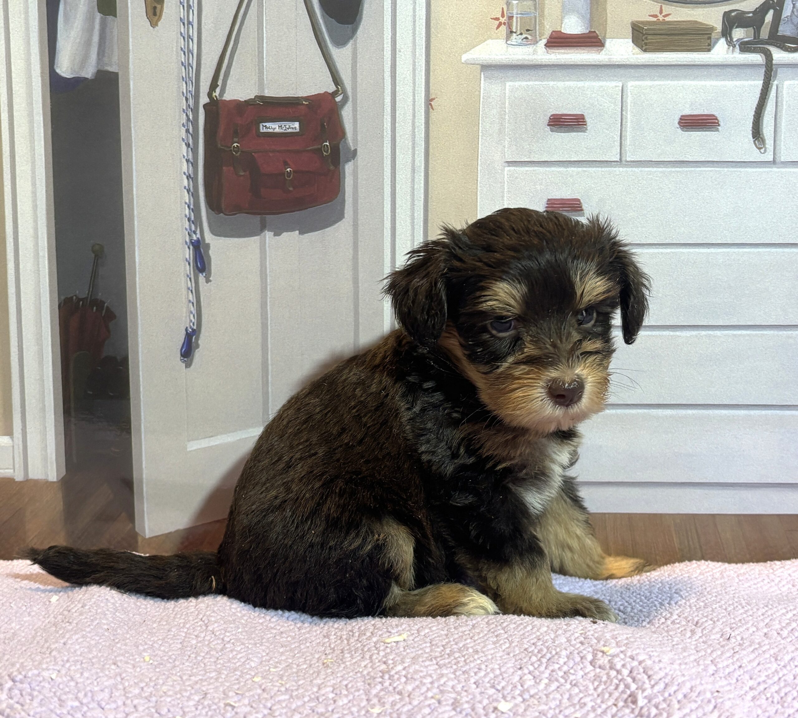 DUCHESS – Schnoodle  $2500