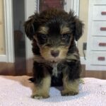 DUCHESS – Schnoodle  $2500