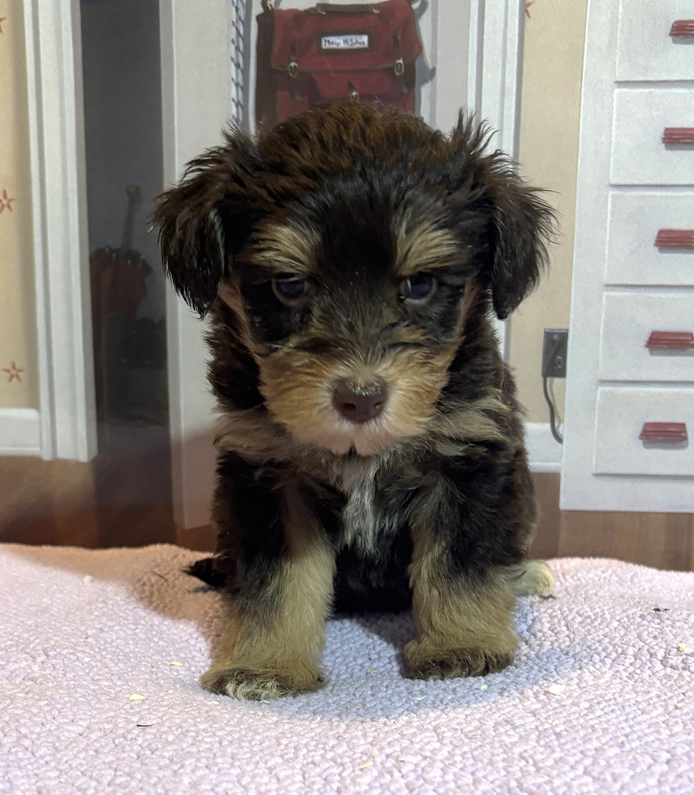 DUCHESS – Schnoodle  $2500