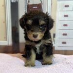 DUCHESS – Schnoodle  $2500