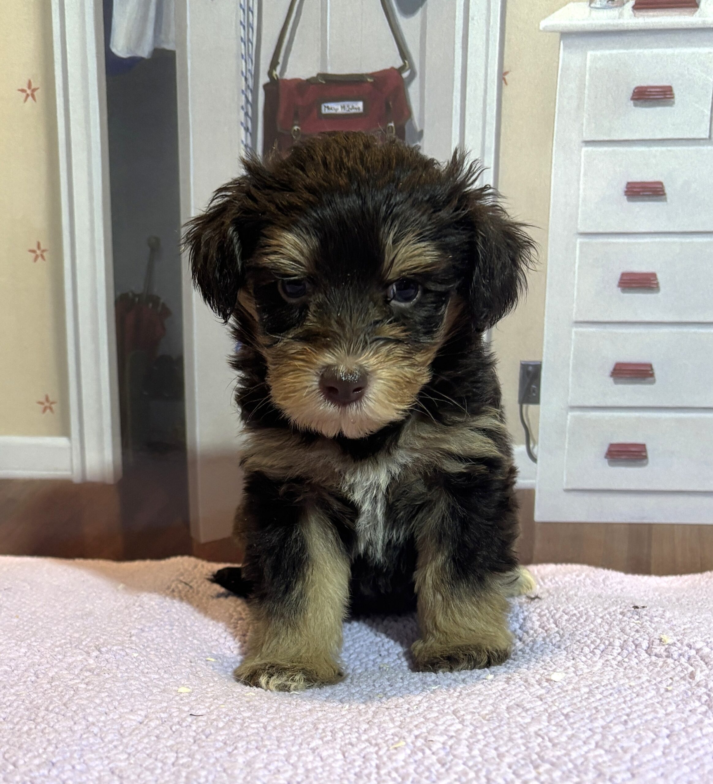 DUCHESS – Schnoodle  $2500