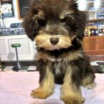 DUCHESS – Schnoodle  $2300