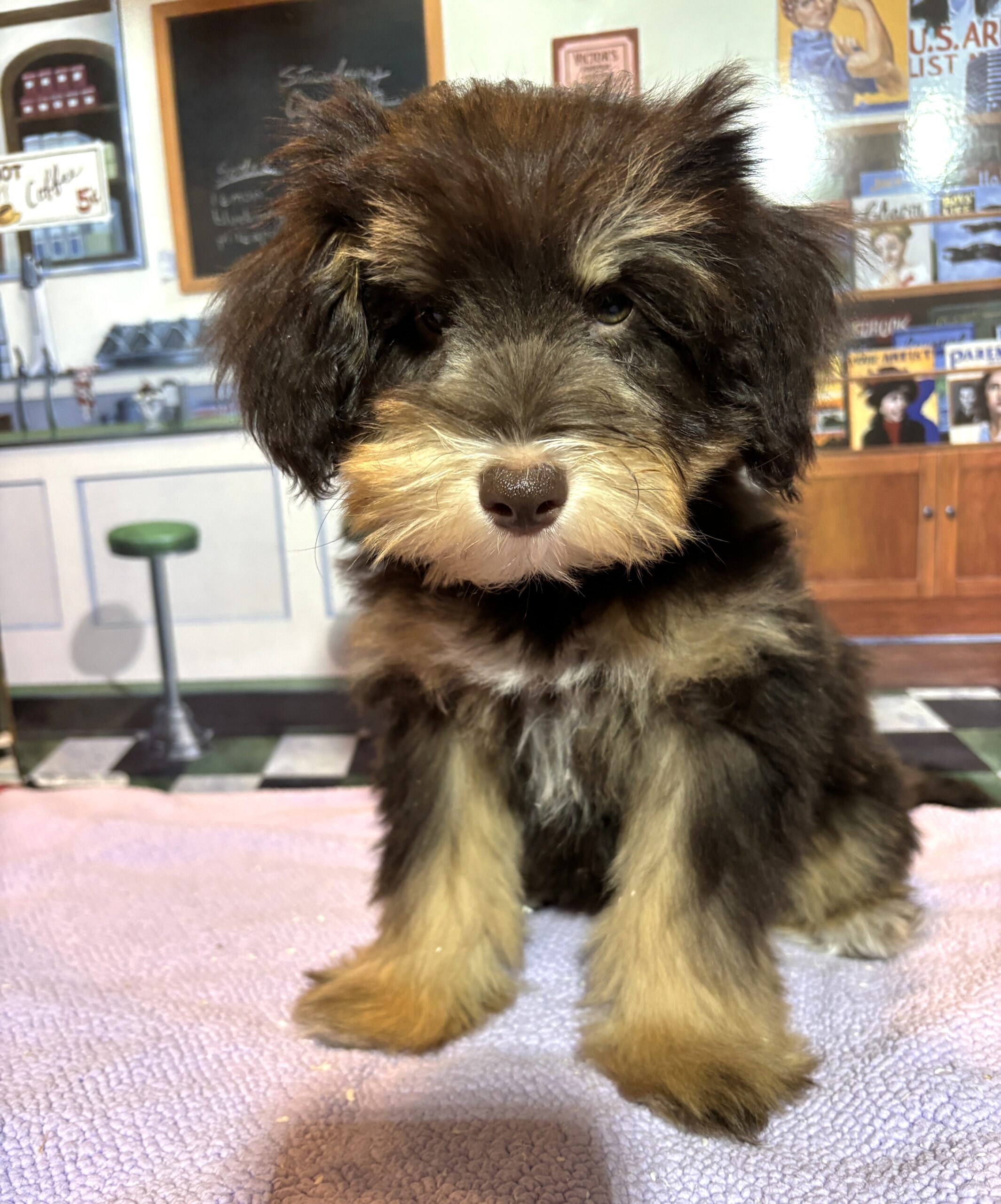 DUCHESS – Schnoodle  $2300