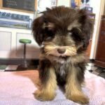 DUCHESS – Schnoodle  $2300