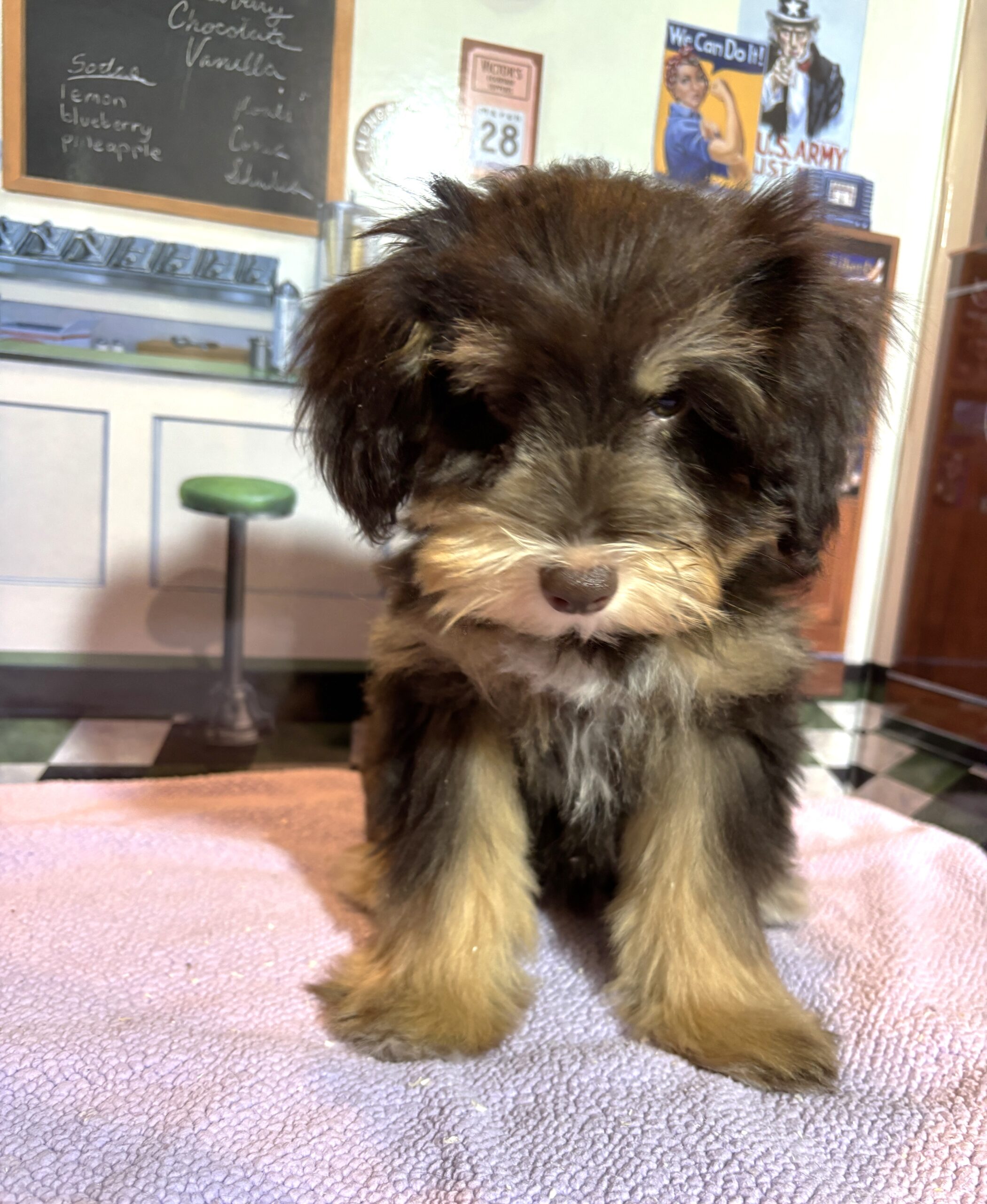 DUCHESS – Schnoodle  $2300