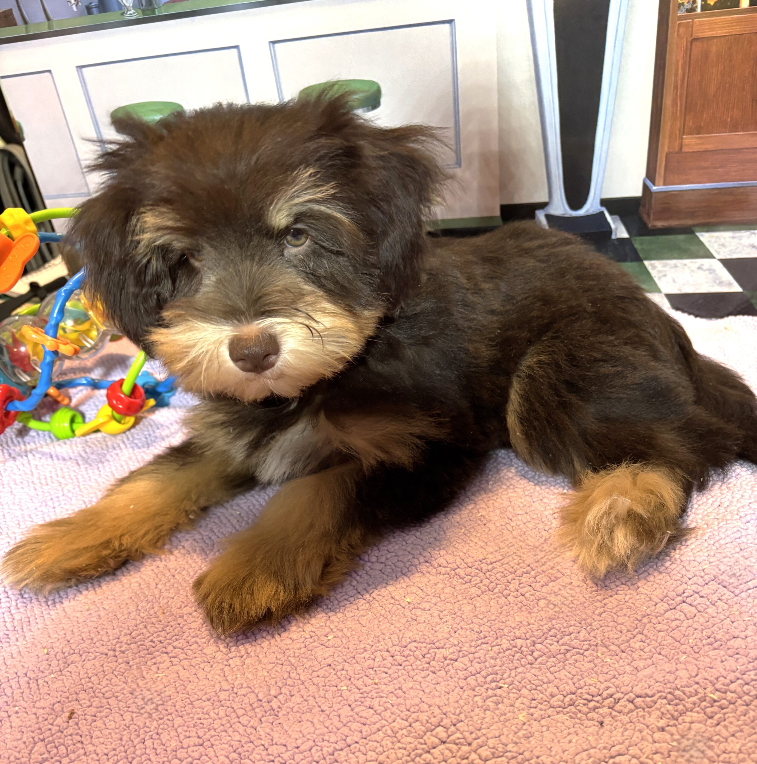DUCHESS – Schnoodle  $2300