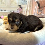 EINSTEIN – Schnoodle $2500