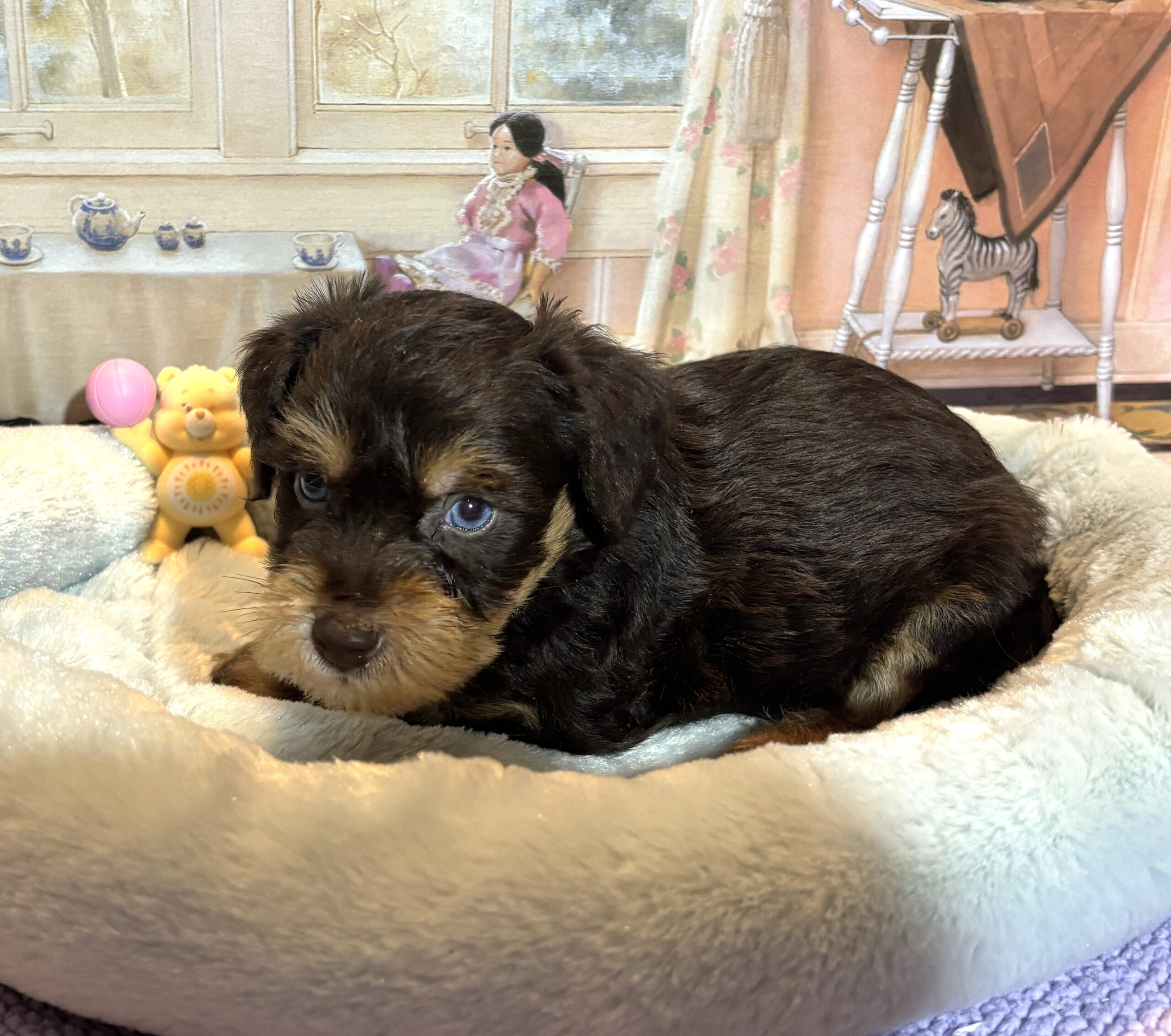 EINSTEIN – Schnoodle $2500