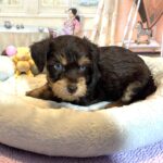 EINSTEIN – Schnoodle $2500