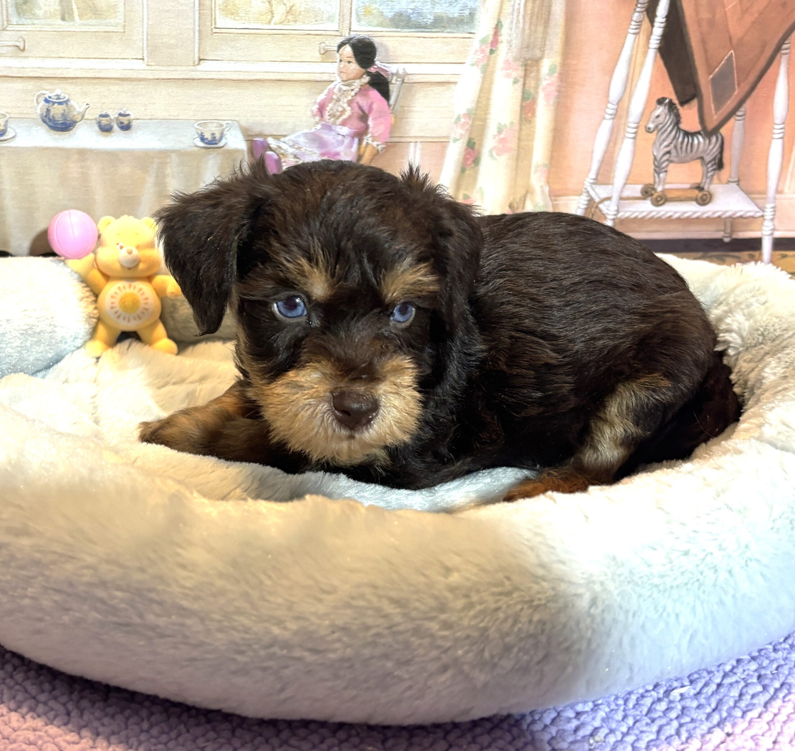 EINSTEIN – Schnoodle $2500