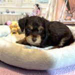 EINSTEIN – Schnoodle $2500
