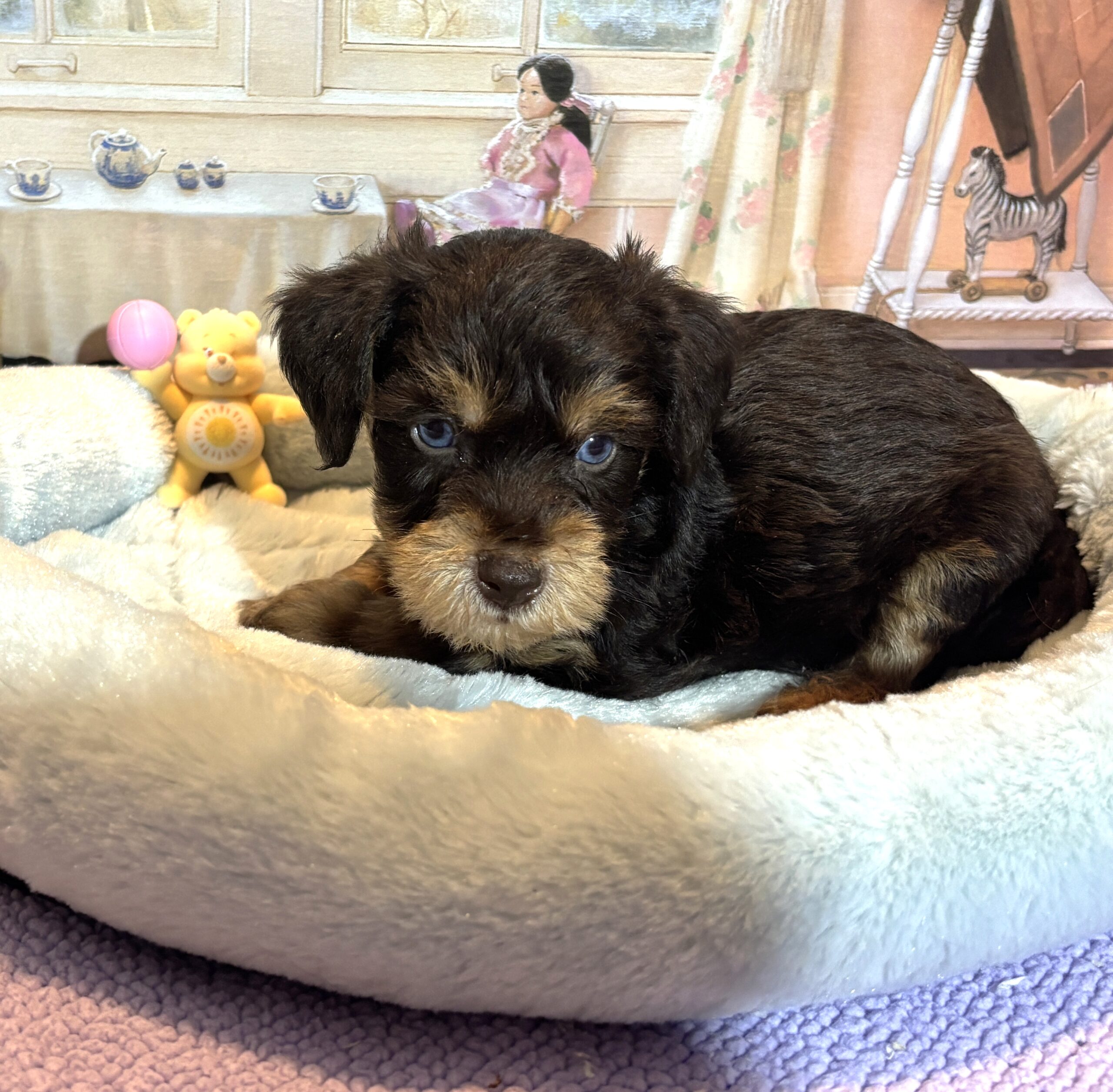 EINSTEIN – Schnoodle $2500