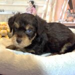 EINSTEIN – Schnoodle $2500