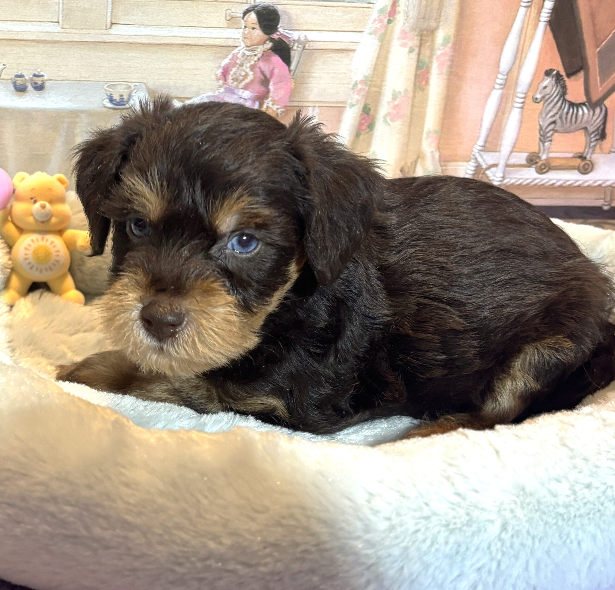 EINSTEIN – Schnoodle $2500