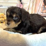 EINSTEIN – Schnoodle $2500