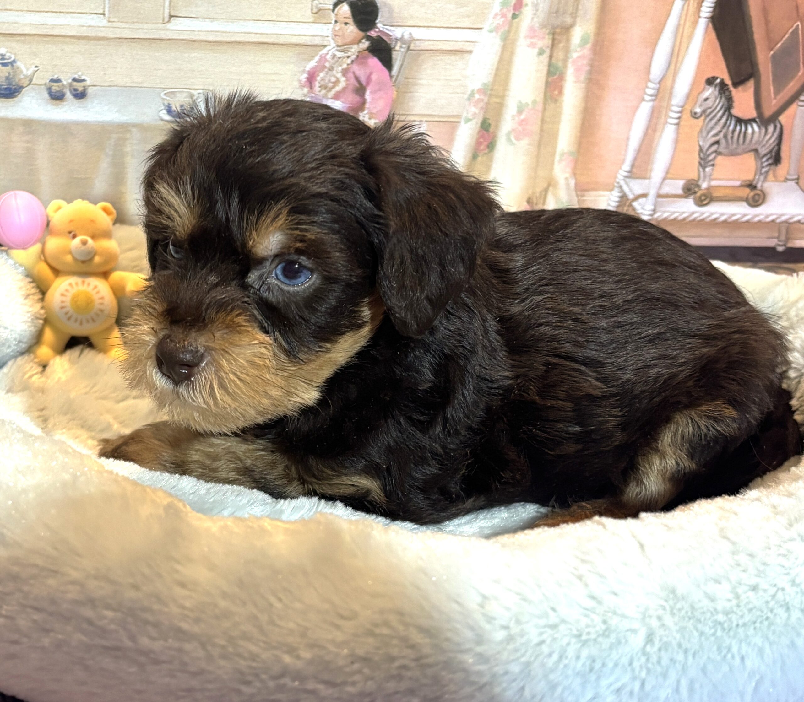 EINSTEIN – Schnoodle $2500