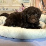 LEONARDO – Schnoodle $2300