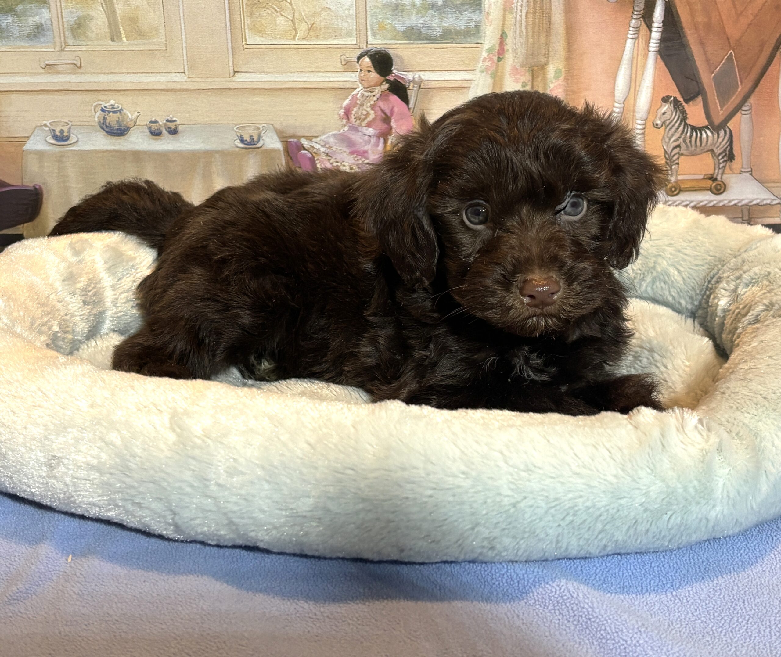 LEONARDO – Schnoodle $2300