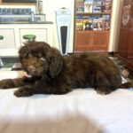 LEONARDO – Schnoodle $2100