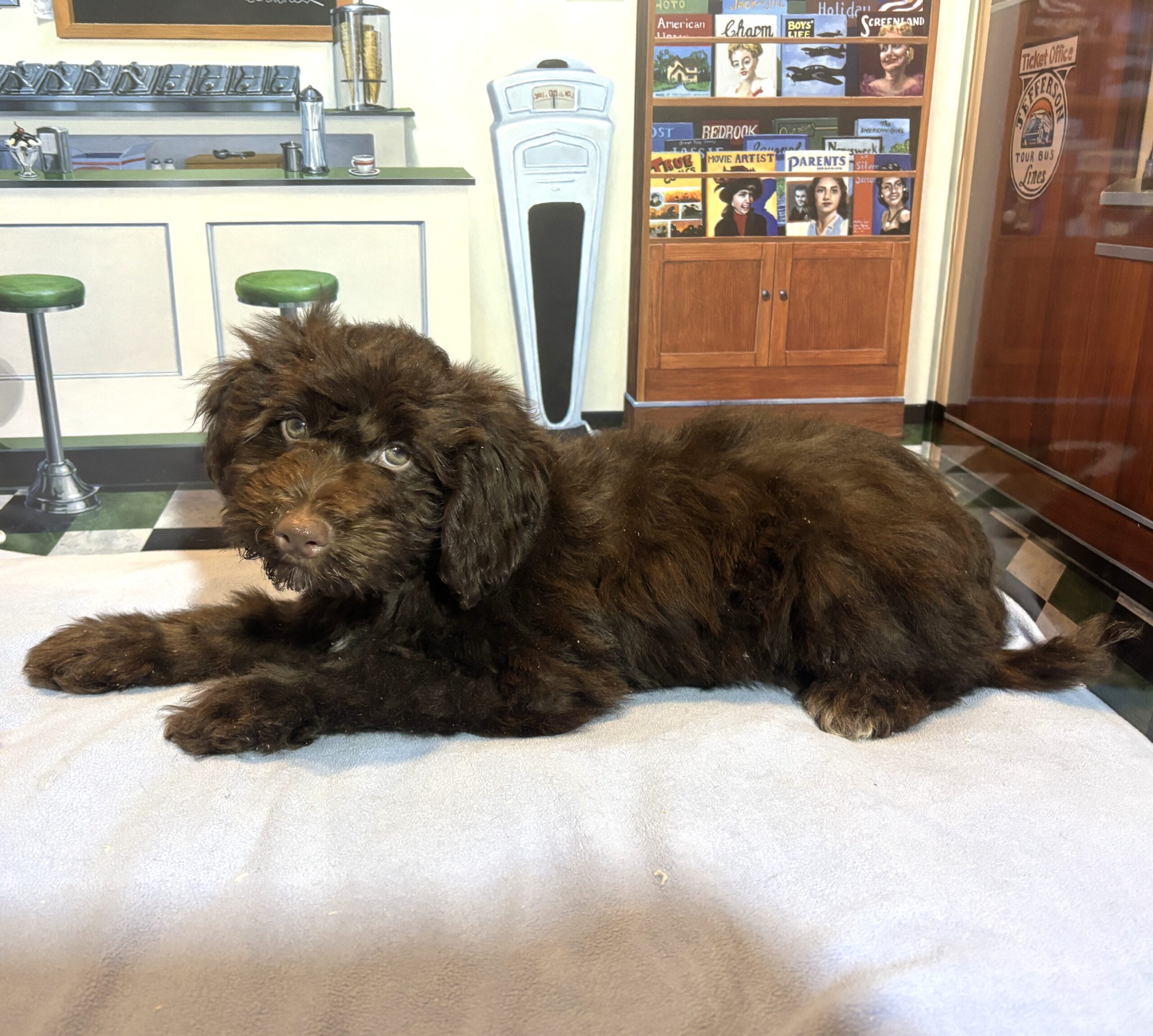 LEONARDO – Schnoodle $2100