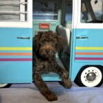 LEONARDO – Schnoodle $1900