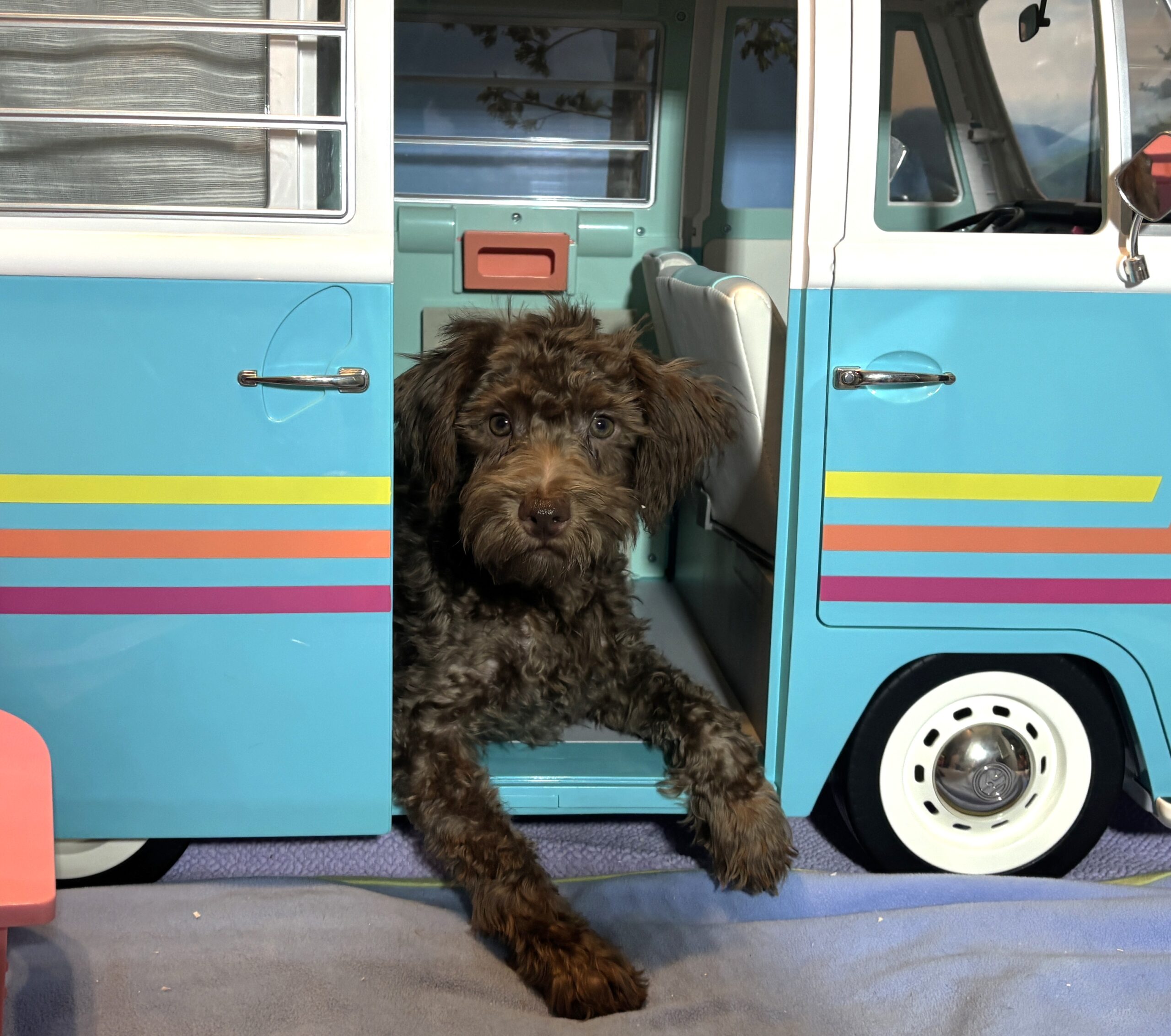 LEONARDO – Schnoodle $1900