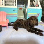 LEONARDO – Schnoodle $1900