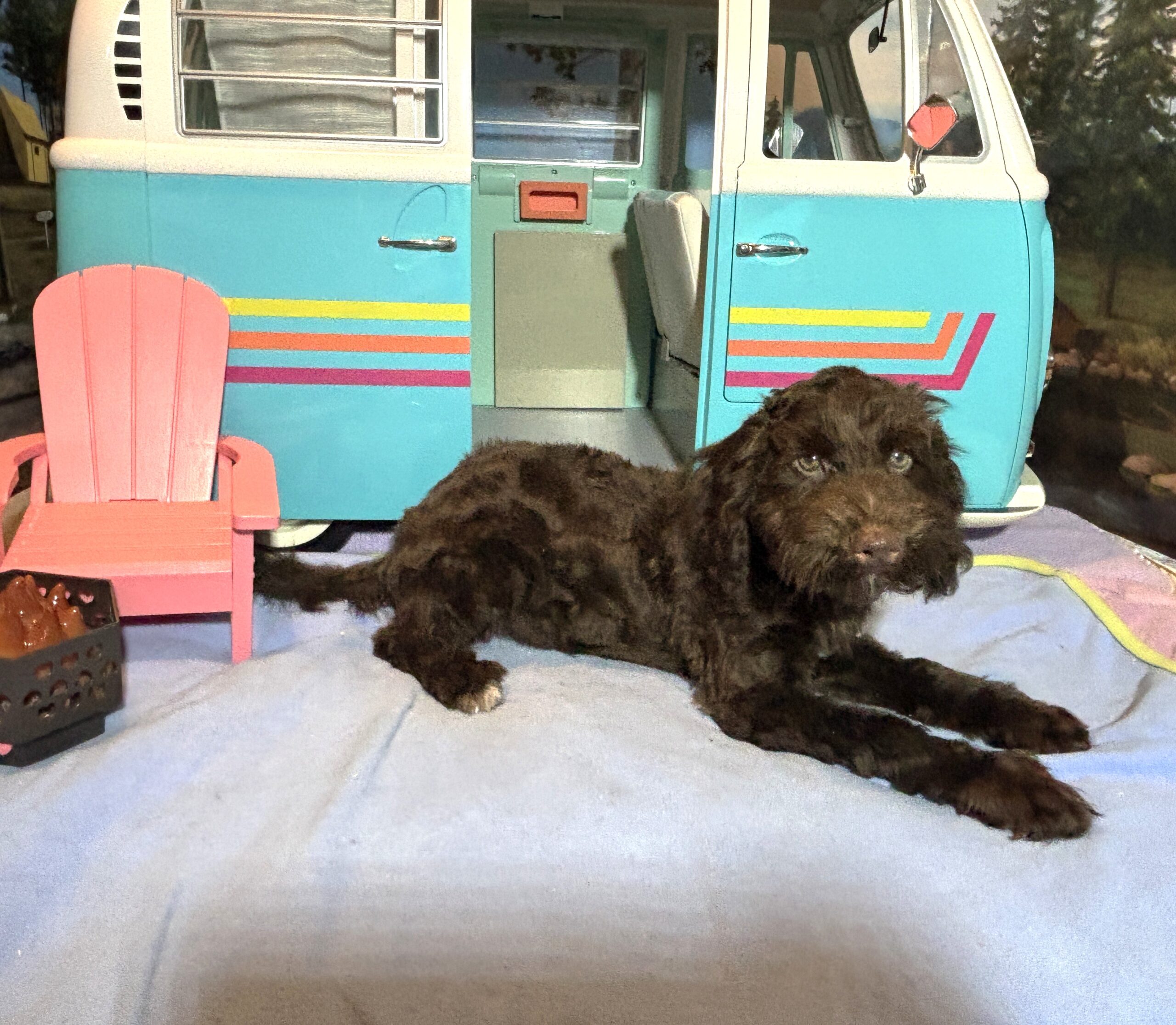 LEONARDO – Schnoodle $1900