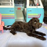 LEONARDO – Schnoodle $1900