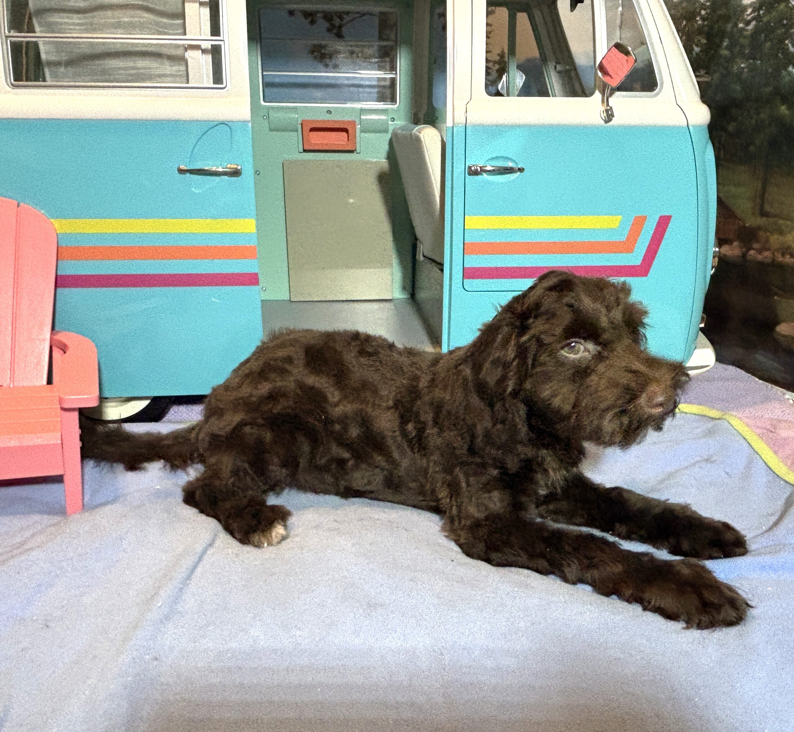 LEONARDO – Schnoodle $1900