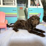 LEONARDO – Schnoodle $1900