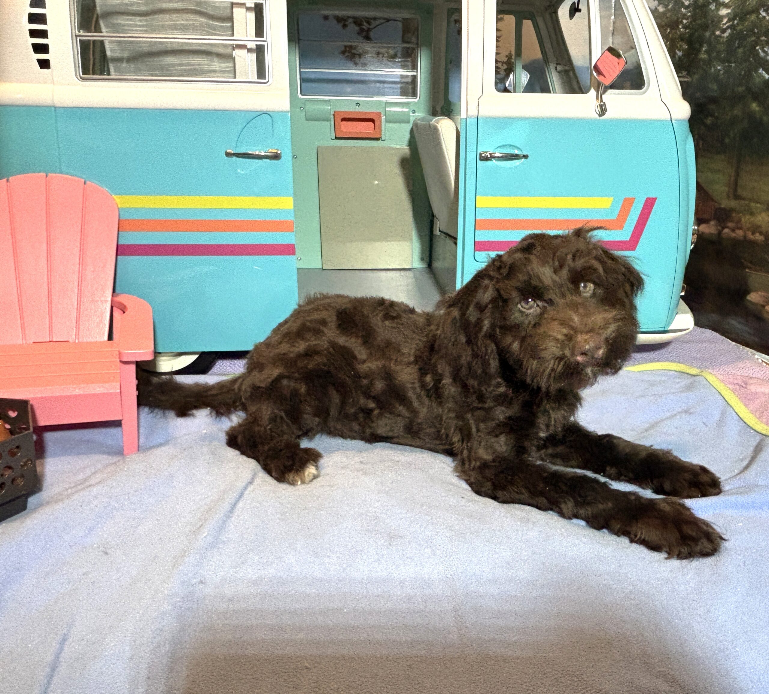 LEONARDO – Schnoodle $1900