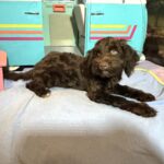 LEONARDO – Schnoodle $1900