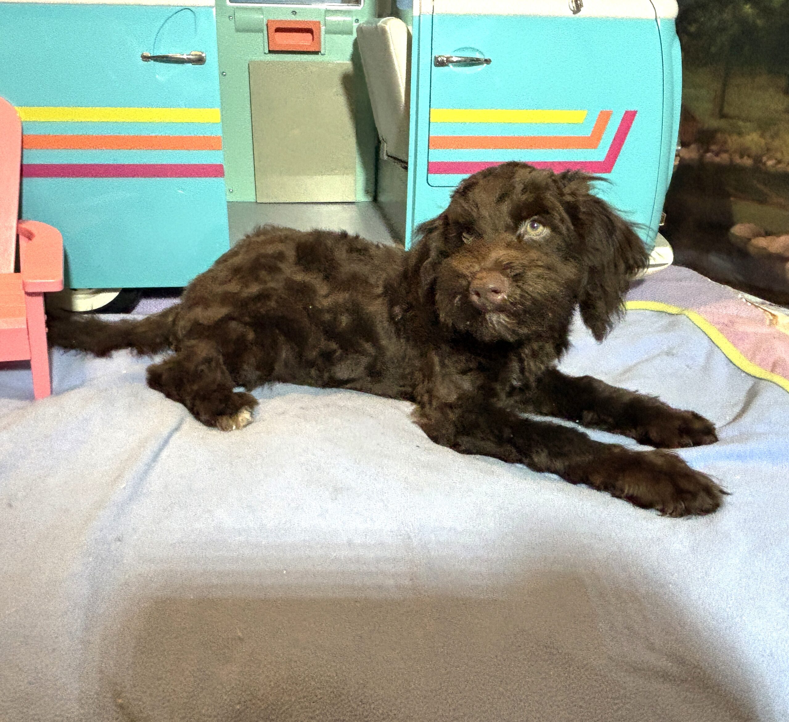 LEONARDO – Schnoodle $1900
