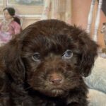 LEONARDO – Schnoodle $2300