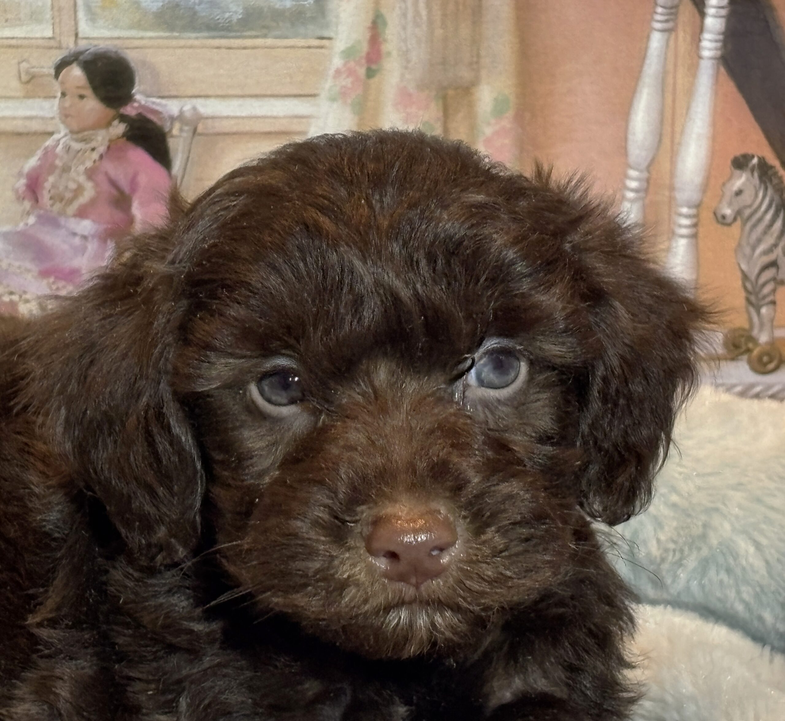 LEONARDO – Schnoodle $2300
