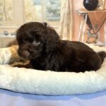 LEONARDO – Schnoodle $2300