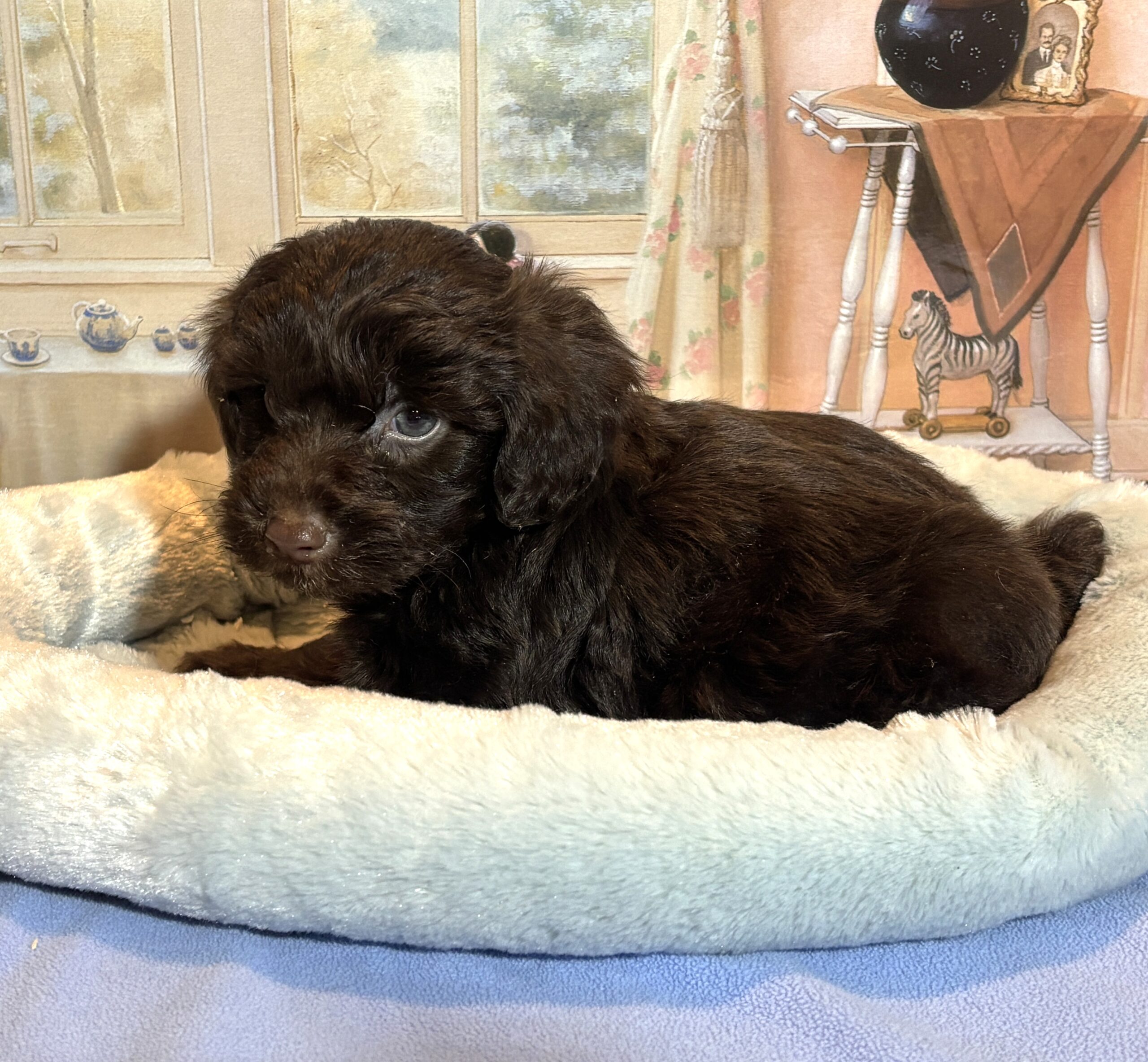 LEONARDO – Schnoodle $2300