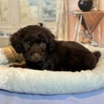 LEONARDO – Schnoodle $2300