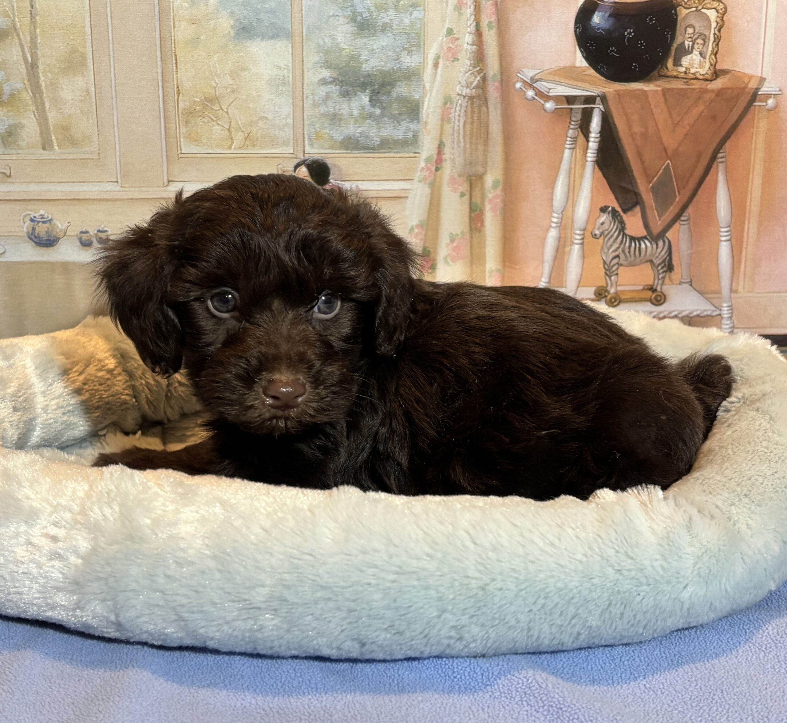 LEONARDO – Schnoodle $2300