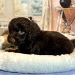LEONARDO – Schnoodle $2300