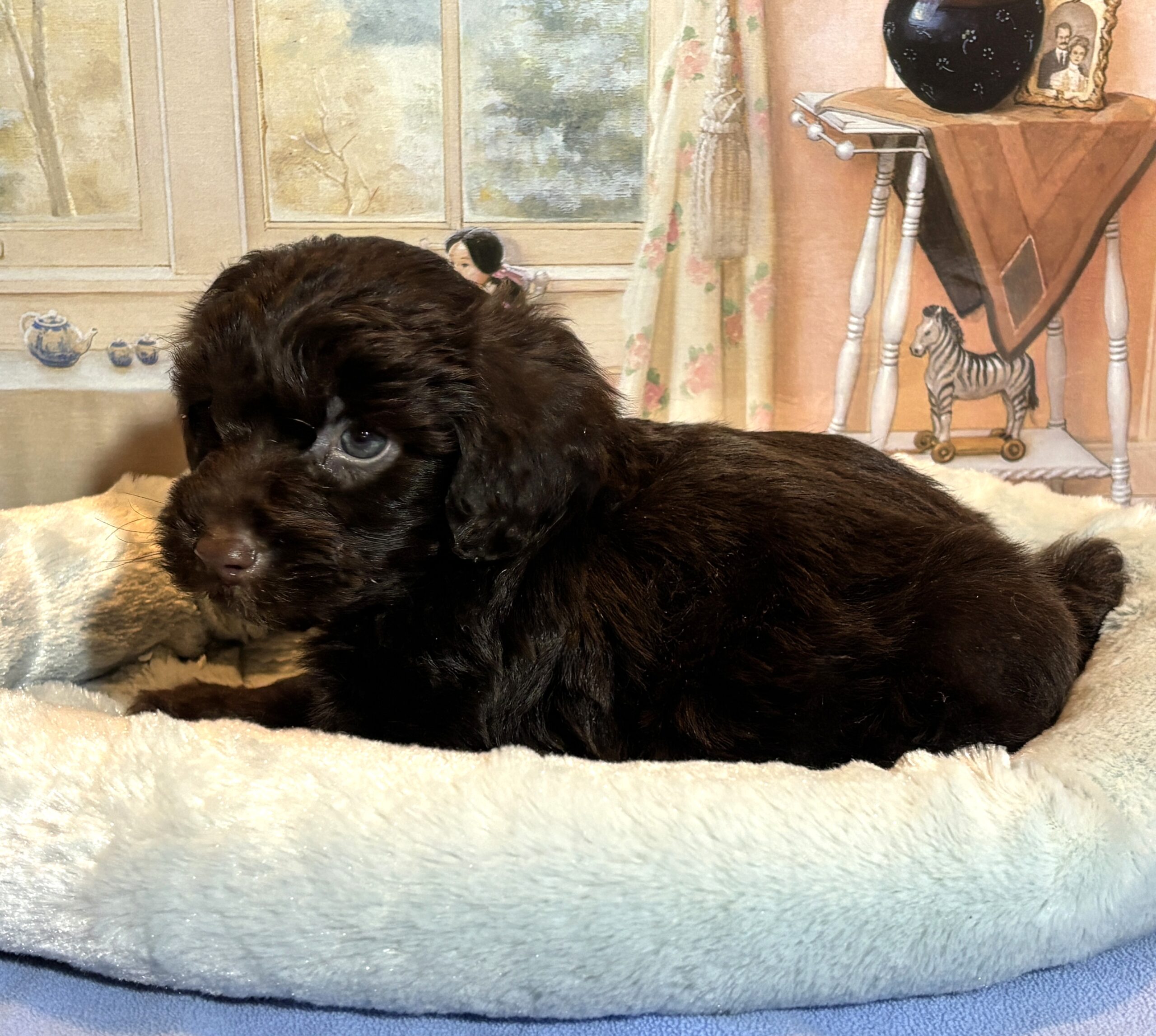 LEONARDO – Schnoodle $2300